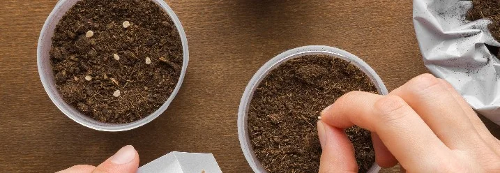 Person sät Samen in Töpfe